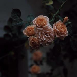 日韩视频在线免费
